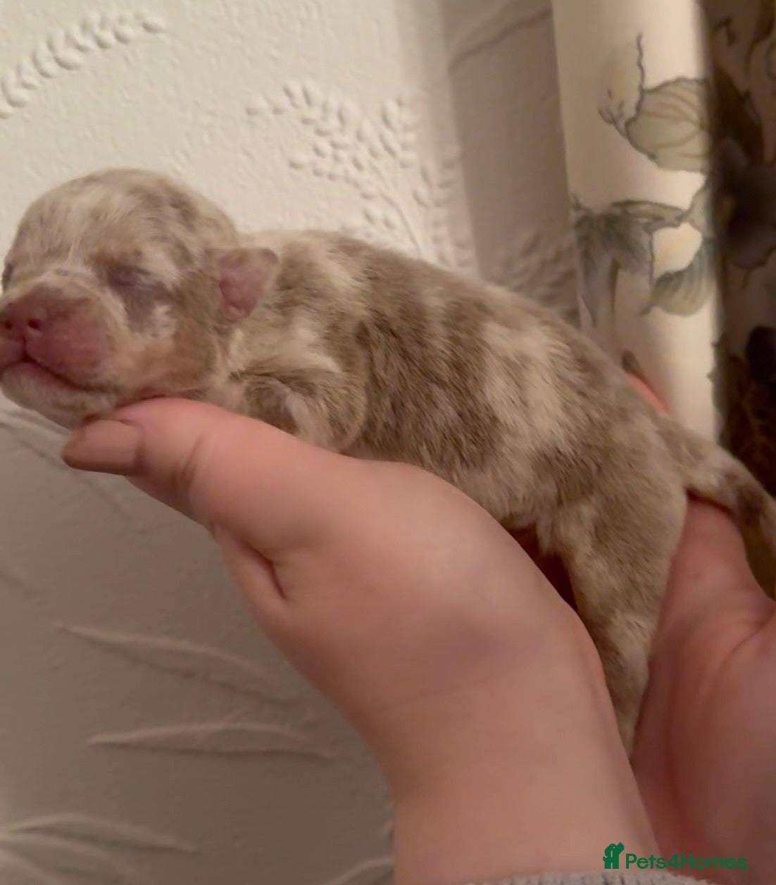 Olde English Bulldogge dogs 7 old tyme bulldog puppies available  - Advert 16