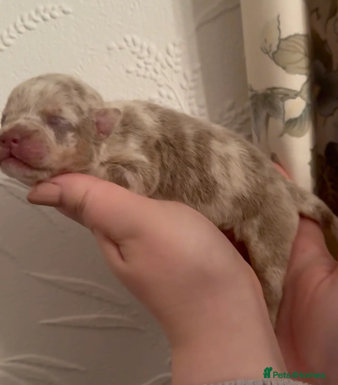 Olde English Bulldogge dogs for sale: 7 old tyme bulldog puppies available  - Advert 2