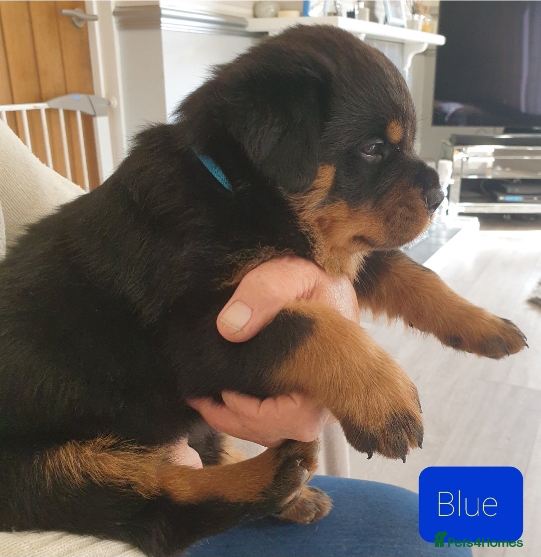 Rottweiler dogs for sale: 4 pups left, extensively health tested parents - Image 5