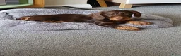 Dachshund dogs for sale: Chocolate and tan wirehair dachshund  - Advert 4
