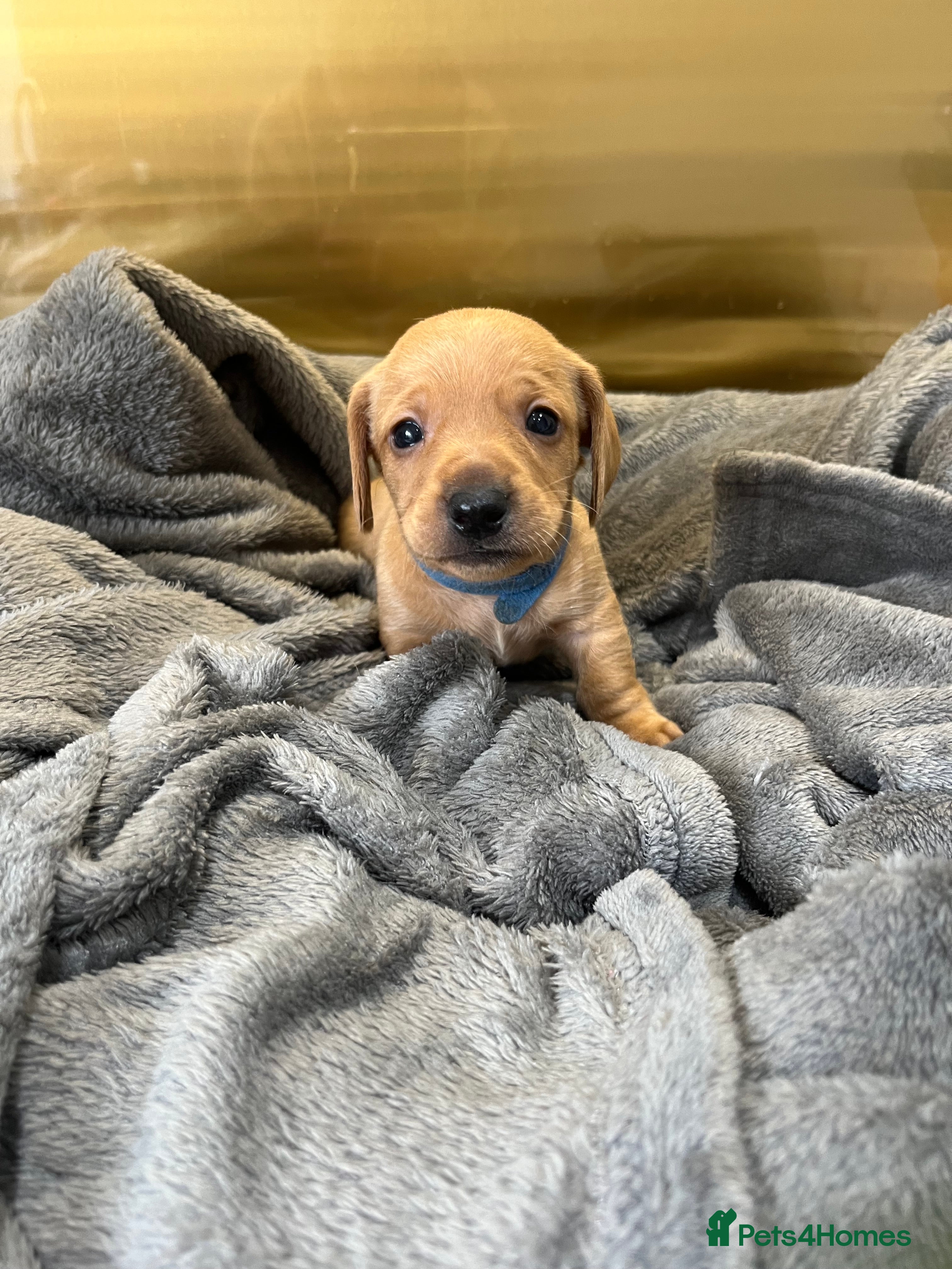 Miniature Dachshund dogs KC Registered Miniature Dachshund puppies - Advert 2