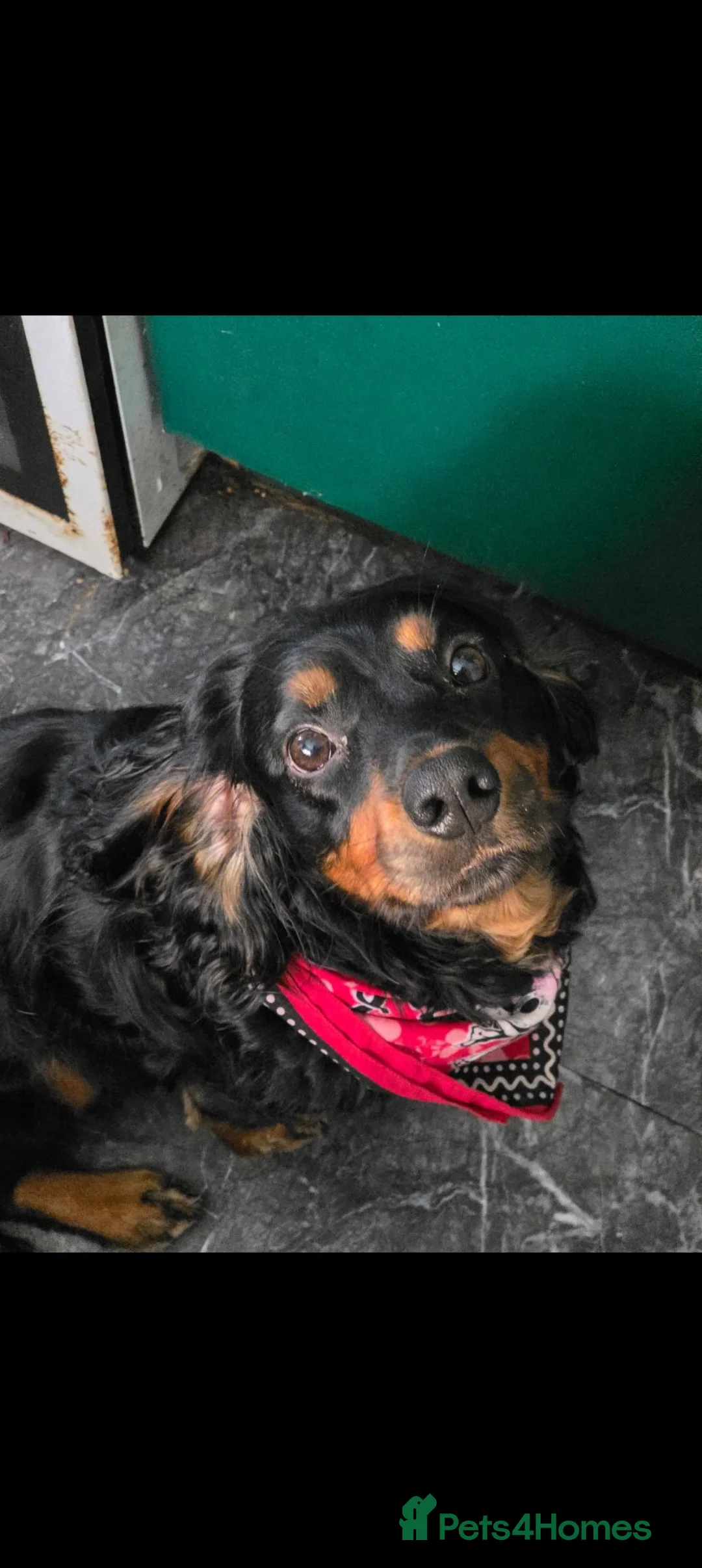 Cocker Spaniel dogs for stud: Pure Bred Tri-Colour Cocker Spaniel for Stud in Middlesbrough - Advert 4