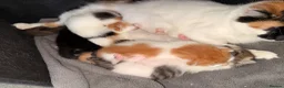 Mixed Breed cats for sale: 5 gorgeous playful little ones  - Advert 4