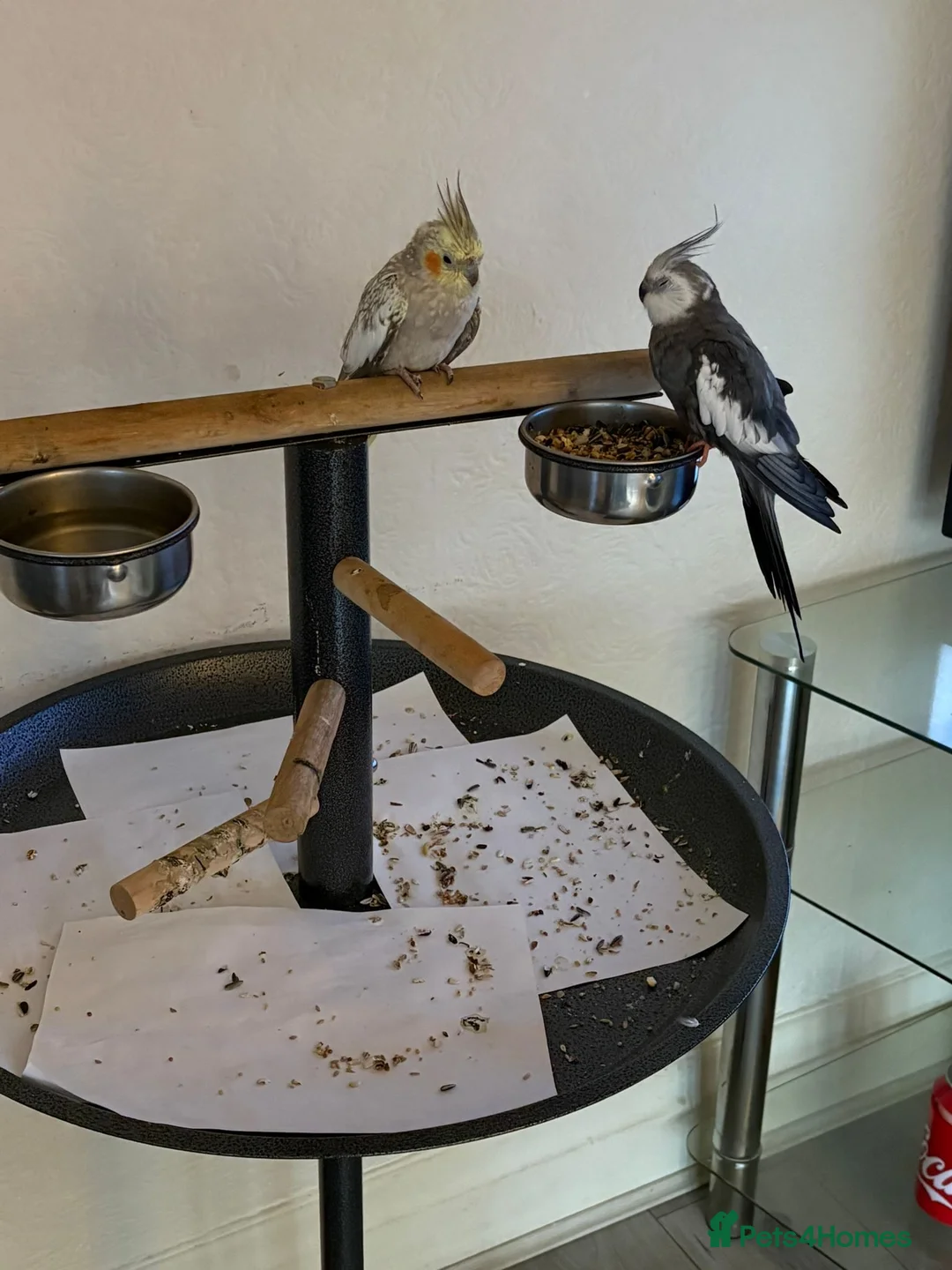 Cockatiels birds for sale: Bonded pair silly tame pearl and whiteface  - Advert 1