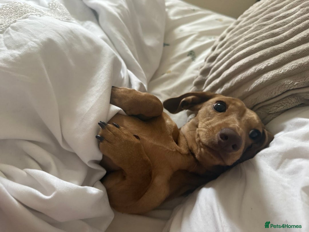Miniature Dachshund dogs for sale: miniature dachshund female 1yo - Advert 3