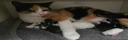 Mixed Breed cats for sale: Playful kittens  - Advert 6