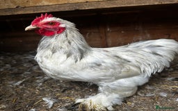 Chickens poultry for sale: Hybrid pekin bantams hatched from June 2025  - Image 13