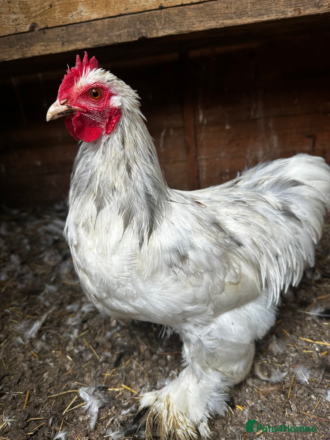 Chickens poultry for sale: Hybrid pekin bantams hatched from June 2025  - Image 13
