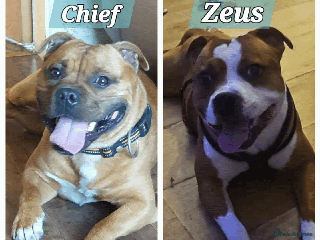 Staffordshire Bull Terrier dogs in Rochdale - Advert 20