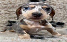 Miniature Dachshund dogs for sale: Miniature dachshund - Image 19