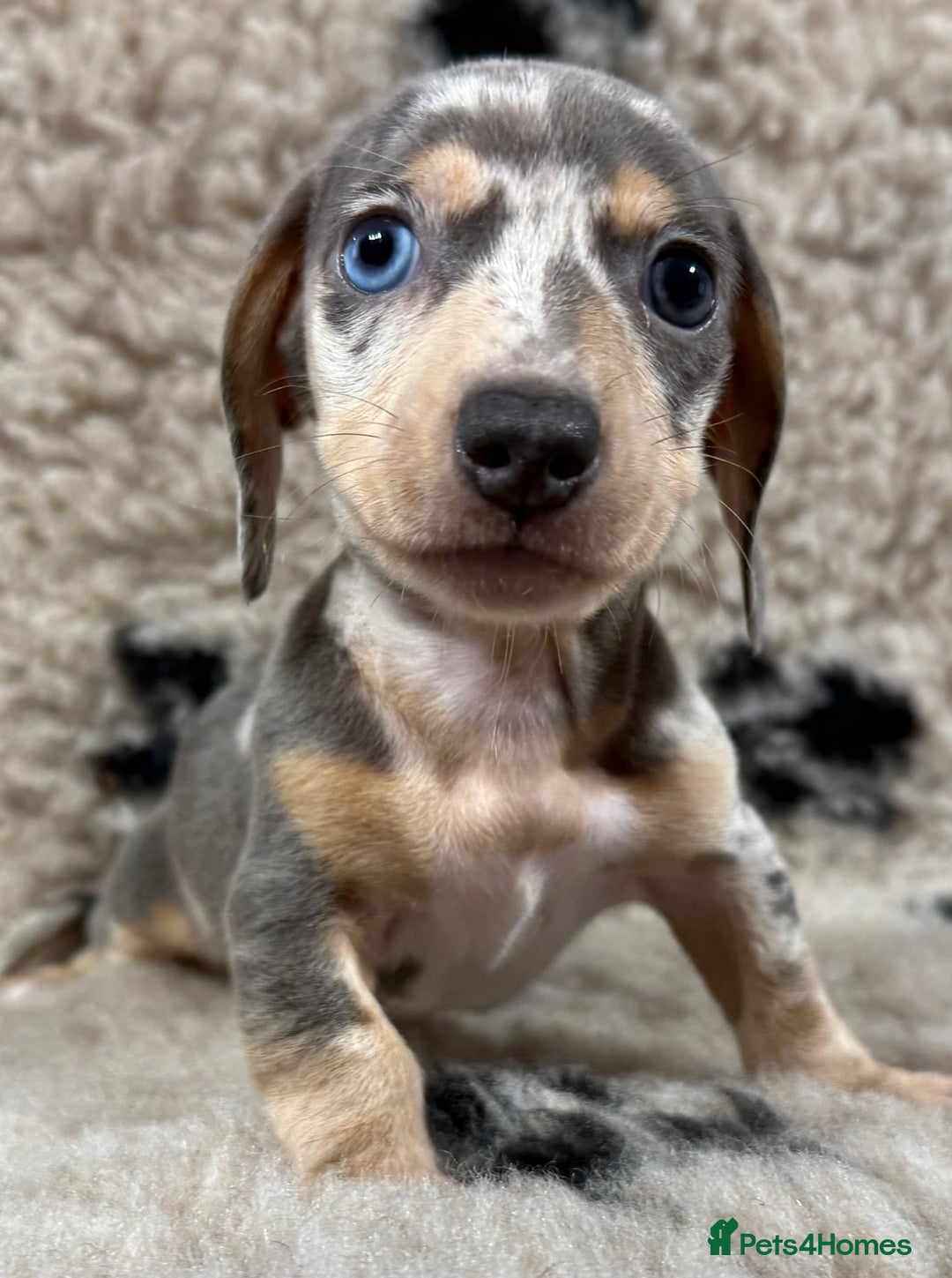 Miniature Dachshund dogs for sale: Miniature dachshund - Image 19