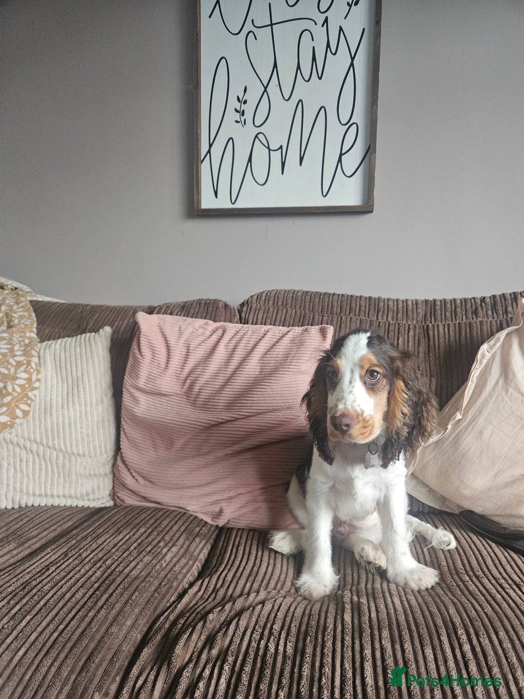Cocker Spaniel dogs for sale: 17 week Cocker Spaniel - Advert 6