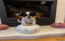 Chihuahua dogs for sale: One left! KC Reg Chihuahua Puppies-  Ready Now - Image 25