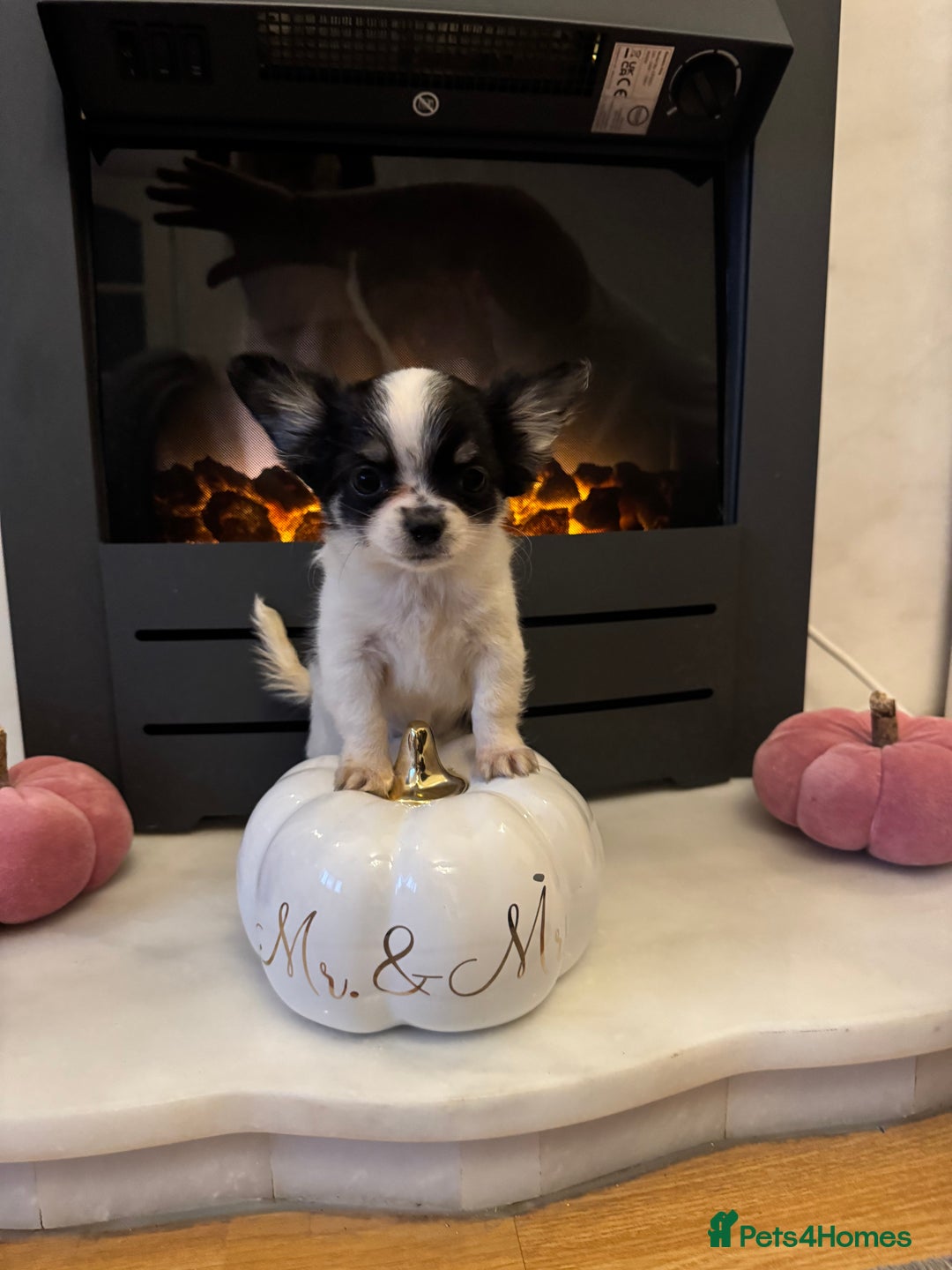 Chihuahua dogs for sale: One left! KC Reg Chihuahua Puppies-  Ready Now - Image 25