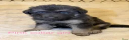 German Shepherd dogs for sale: RARE BLUE GERMAN SHEPHERD PUPPIES KC - Advert 5
