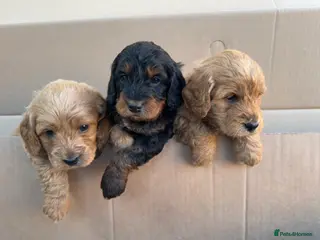 Cockapoo dogs 🌟FINAL 3 F1 COCKAPOO PUPPIES🌟 - Advert 3