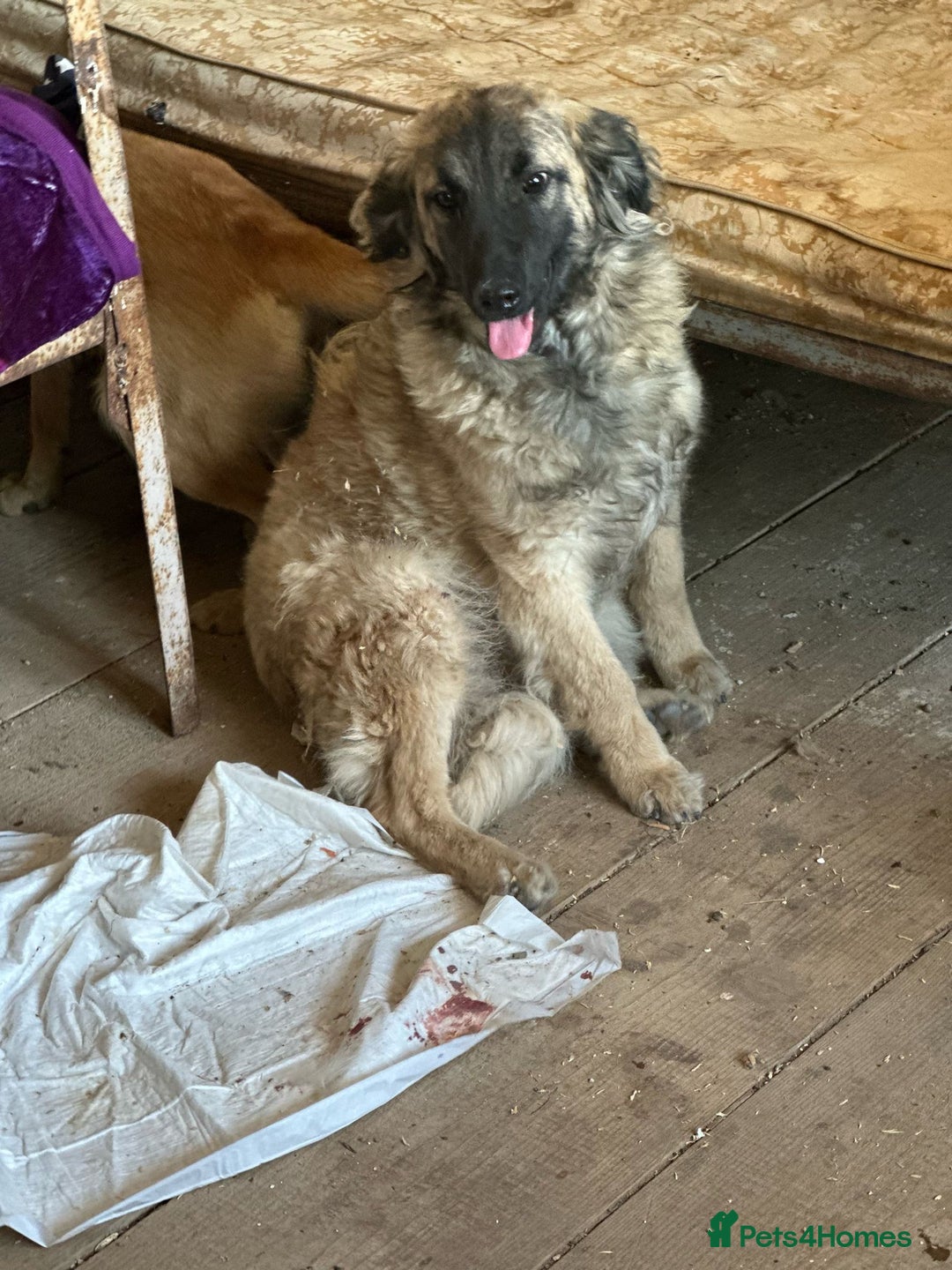 Mixed Breed dogs for adoption: 🐾🩷Superb young KATY needs a Loving Home🐾🏡 - Image 5
