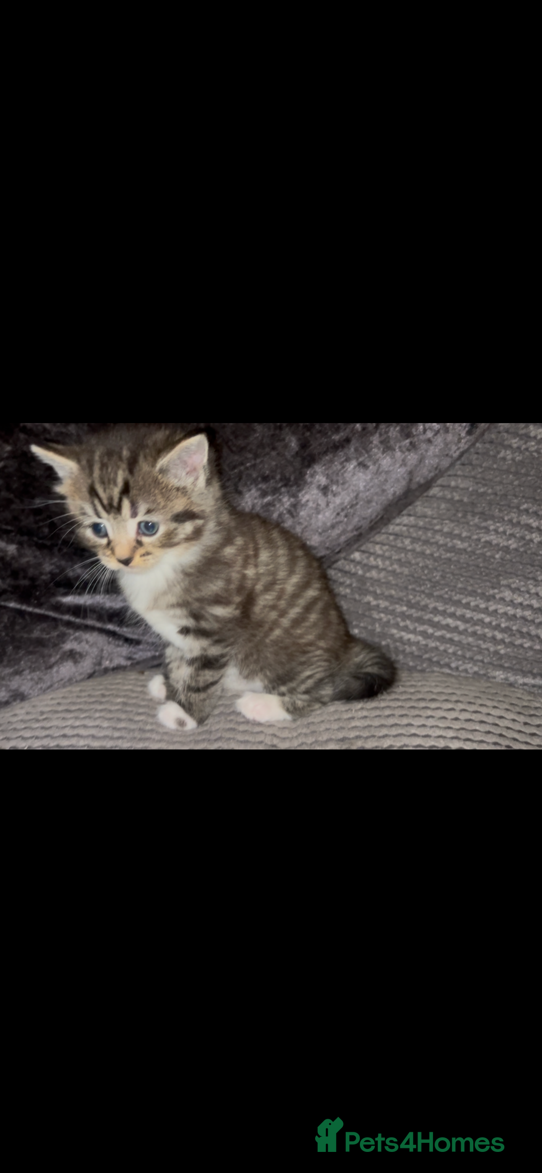 Mixed Breed cats for sale: Siamese x maincoon female kittens  - Advert 4