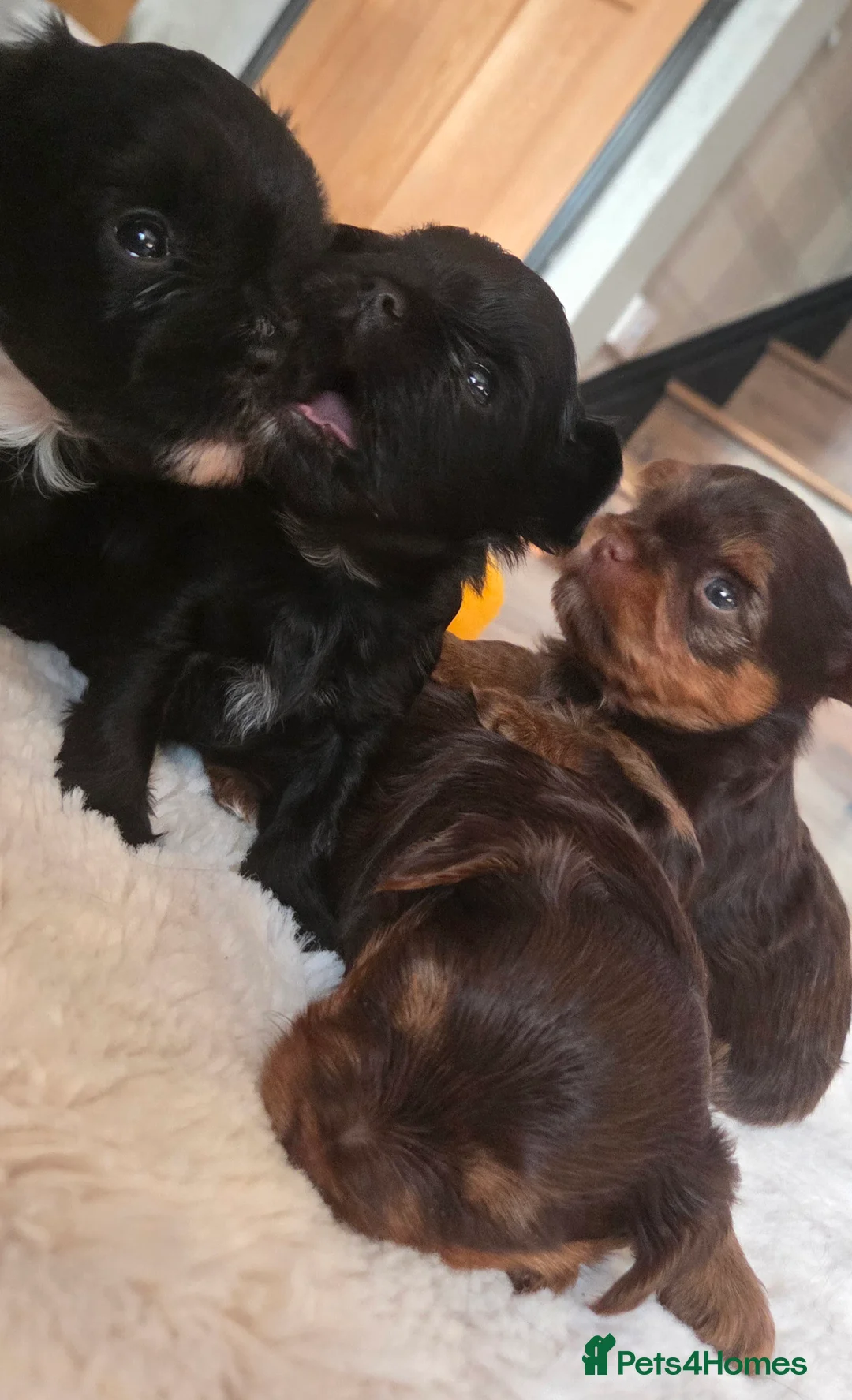 Yorkshire Terrier dogs for sale: Inka's 1st litter -Yorkshire terriers  - Advert 7