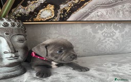 Staffordshire Bull Terrier dogs for sale: Chunky little staffy pups - Image 8