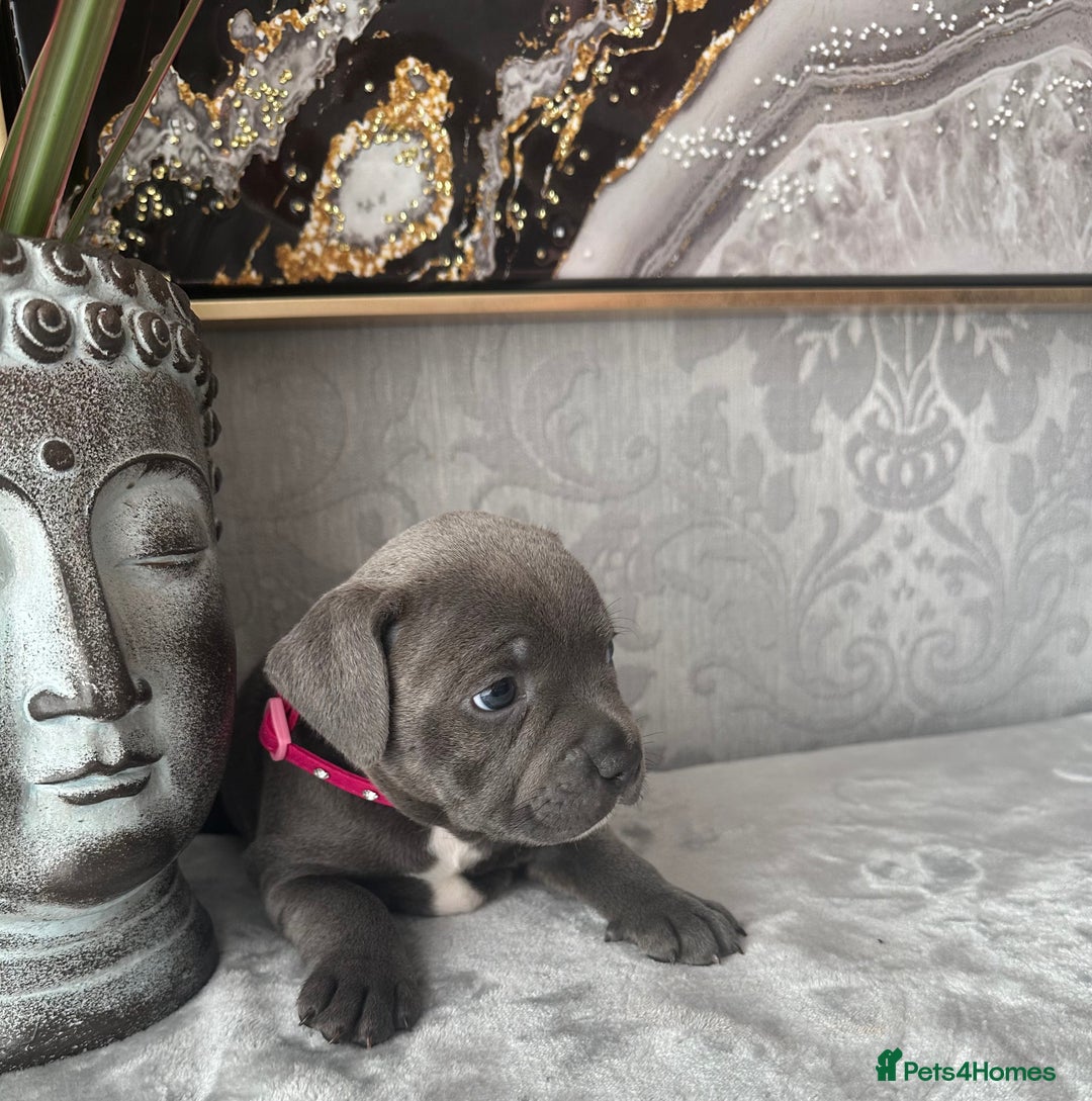 Staffordshire Bull Terrier dogs for sale: Chunky little staffy pups - Image 8