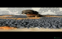 Miniature Dachshund dogs for sale: Kc miniature dachshund  - Image 17