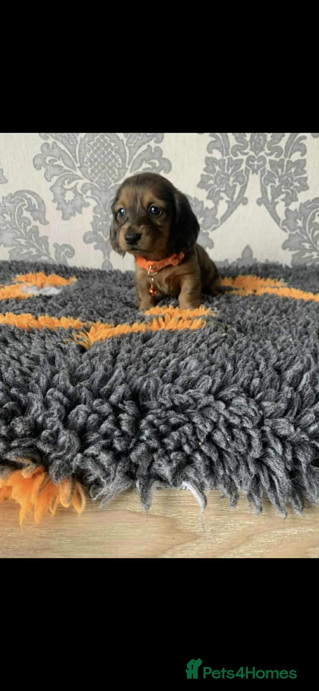 Miniature Dachshund dogs for sale: Kc miniature dachshund  - Image 17