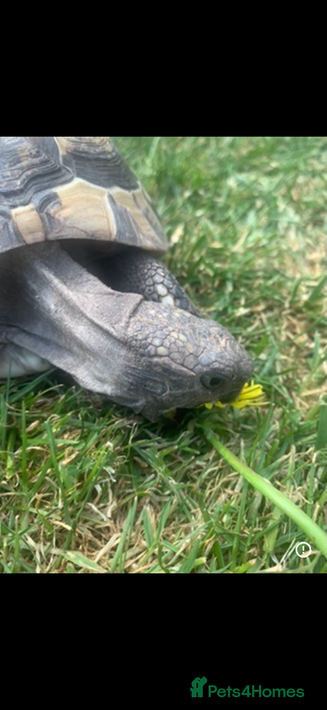 Tortoise reptiles for sale: Hermione Hermione Tortoise - Image 3