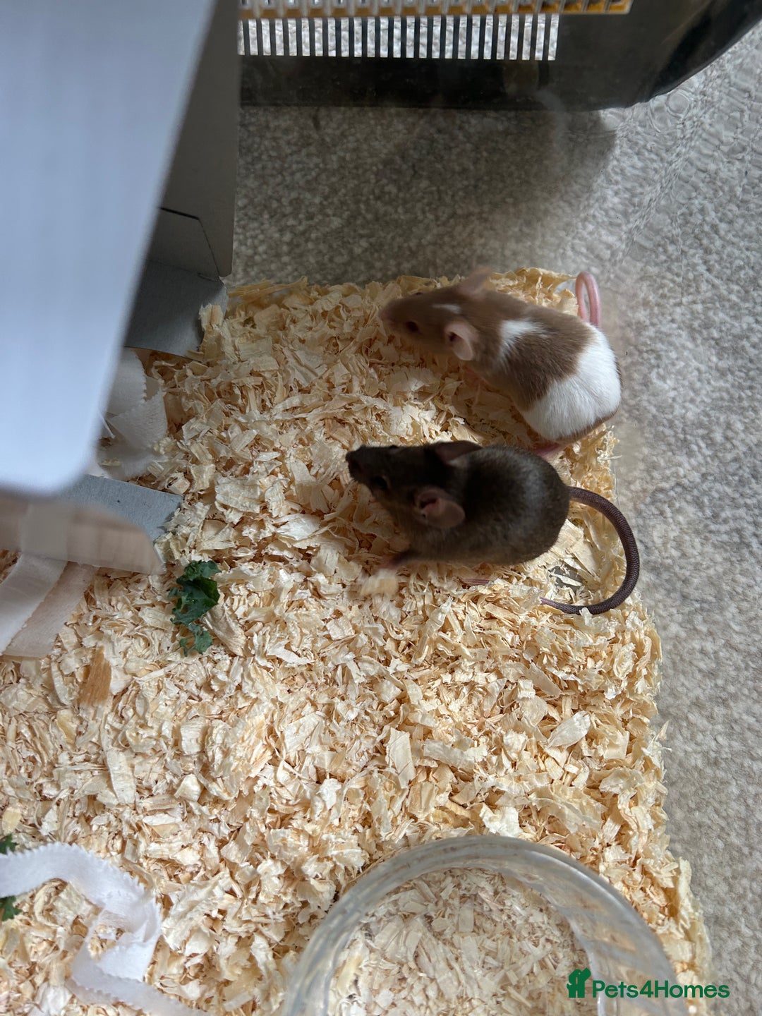 Mouse rodents for sale: Baby Fancy Mice for sale - Image 2
