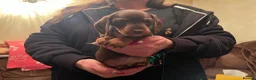 Miniature Dachshund dogs for sale: kc mini dachshund pups READY NOW - Advert 14