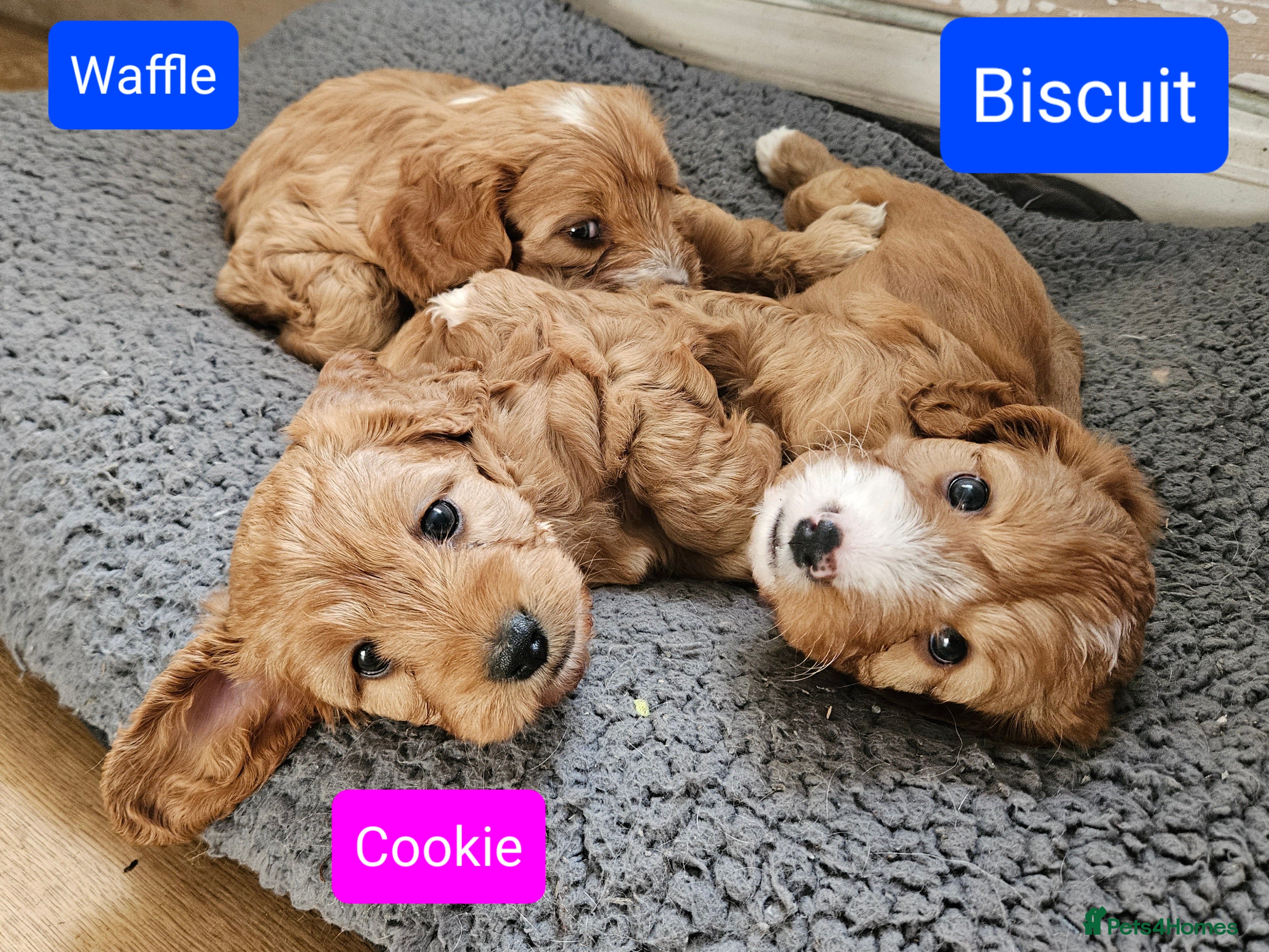 Cavapoo dogs Gorgeous red F1 Cavapoos for Sale - Advert 8