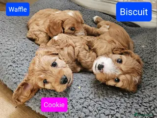 Cavapoo dogs Gorgeous red F1 Cavapoos for Sale - Advert 8