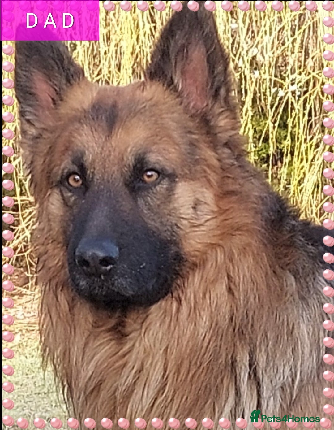 German Shepherd dogs for sale: 6 baby bears - Image 17