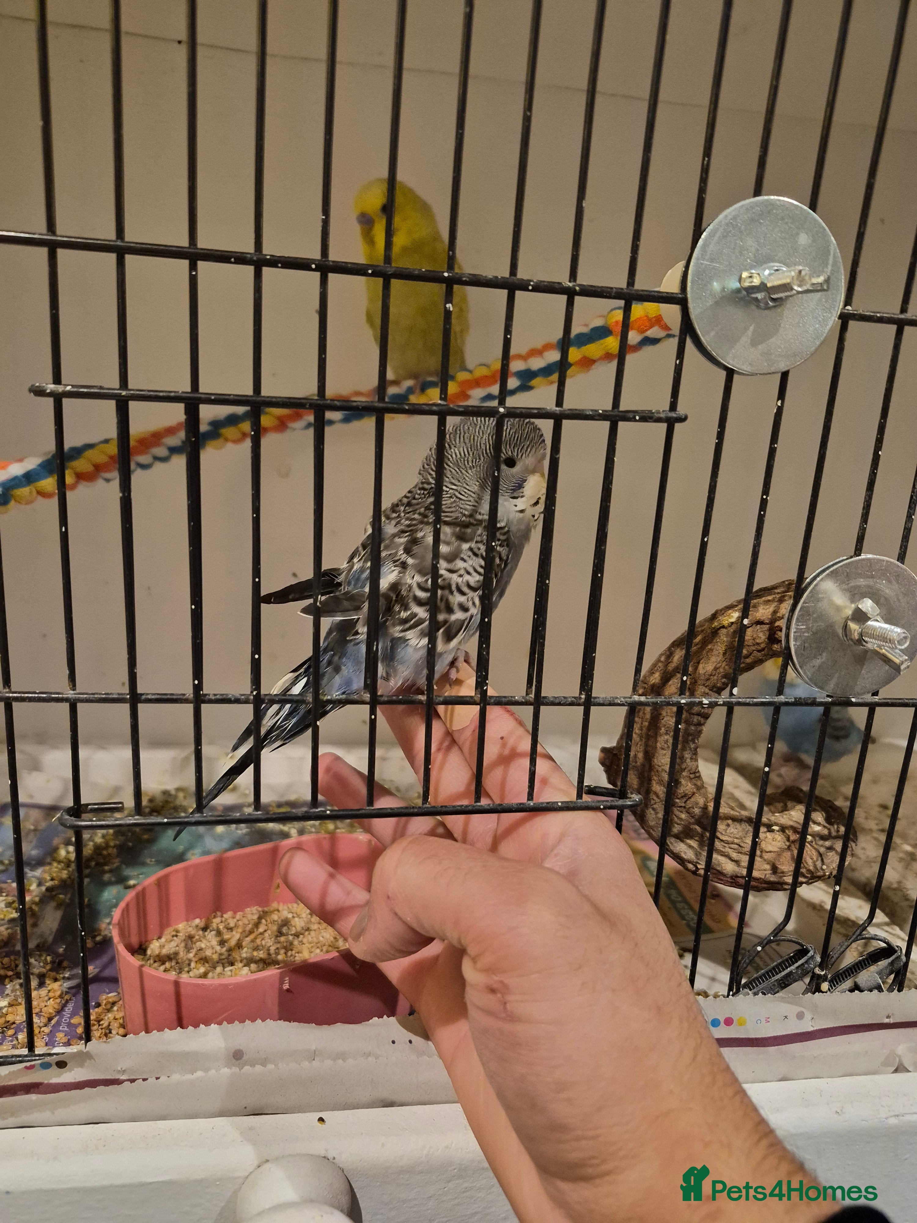 Budgerigars birds Young Baby Budgies Tame Lovely birds  - Advert 1