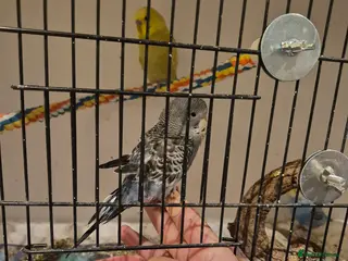 Budgerigars birds Young Baby Budgies Tame Lovely birds - Advert 1