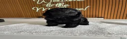 Cockapoo dogs for sale: Thick Coated Tiny Toy Cockapoo Puppies READY SOON! - Advert 11