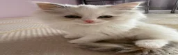 Ragdoll cats for sale: 2 GCCF Registered Ragdoll Kittens – Champion Lines - Advert 7
