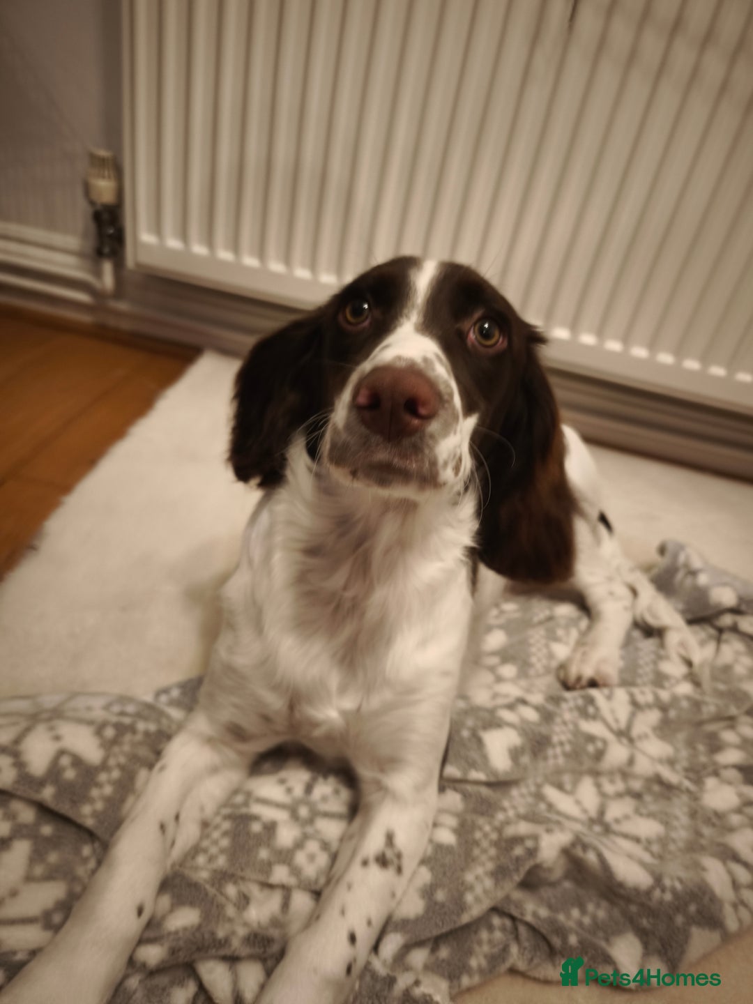 Sprocker dogs for sale: Family dog Sprocker puppy  - Advert 7