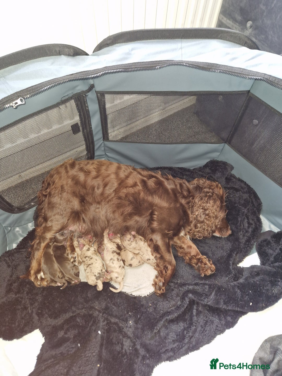 Cocker Spaniel dogs for sale: Male cocker spaniels  - Image 4