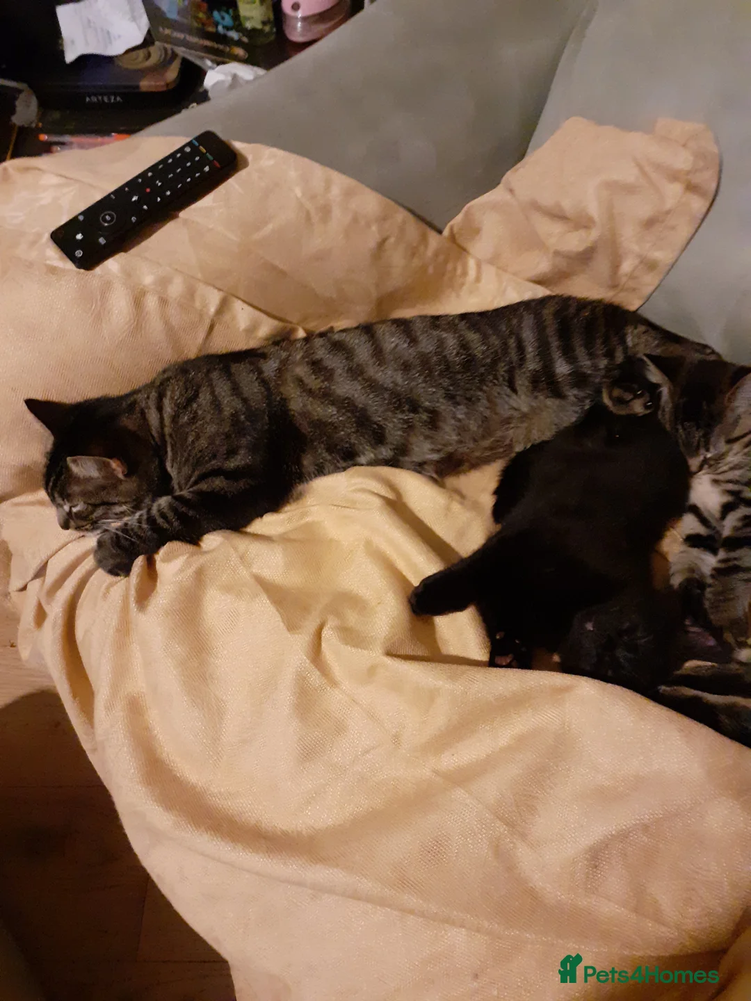 Mixed Breed cats for sale: 10 week old kittens  - Advert 2