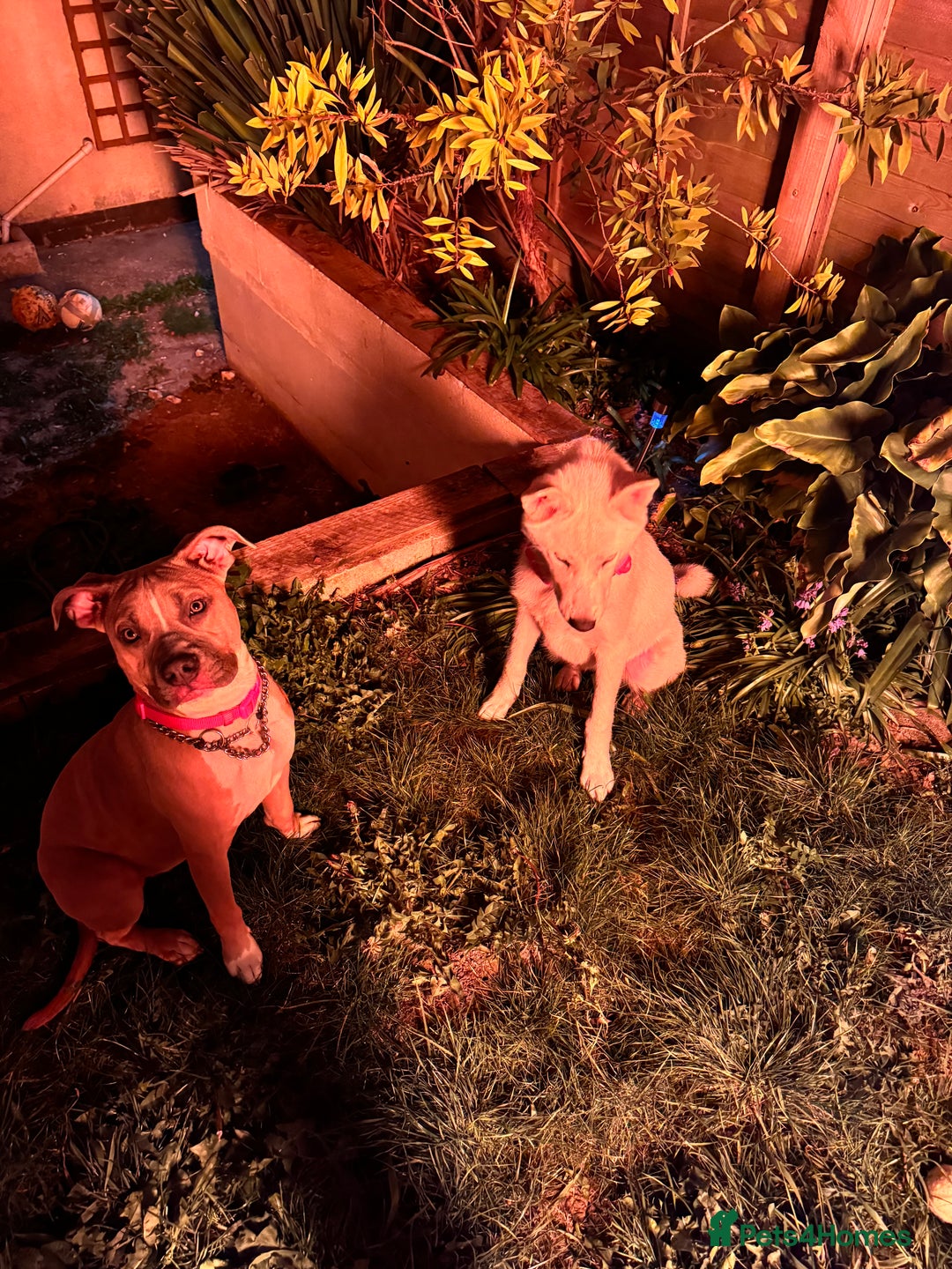 Mixed Breed dogs for sale: Snowy - Image 18