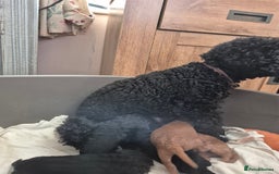 Toy Poodle dogs for sale: Toy Poodles incl. One Phantom boy - Image 9