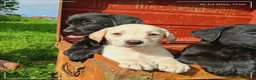 Labrador Retriever dogs for sale: Labrador puppies  - Advert 5