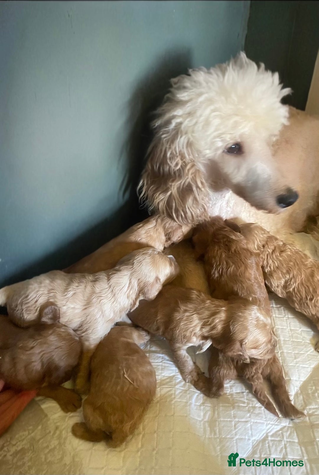 Cavapoo dogs for sale: 8 F1 dna health tested Cavapoos  - Image 20