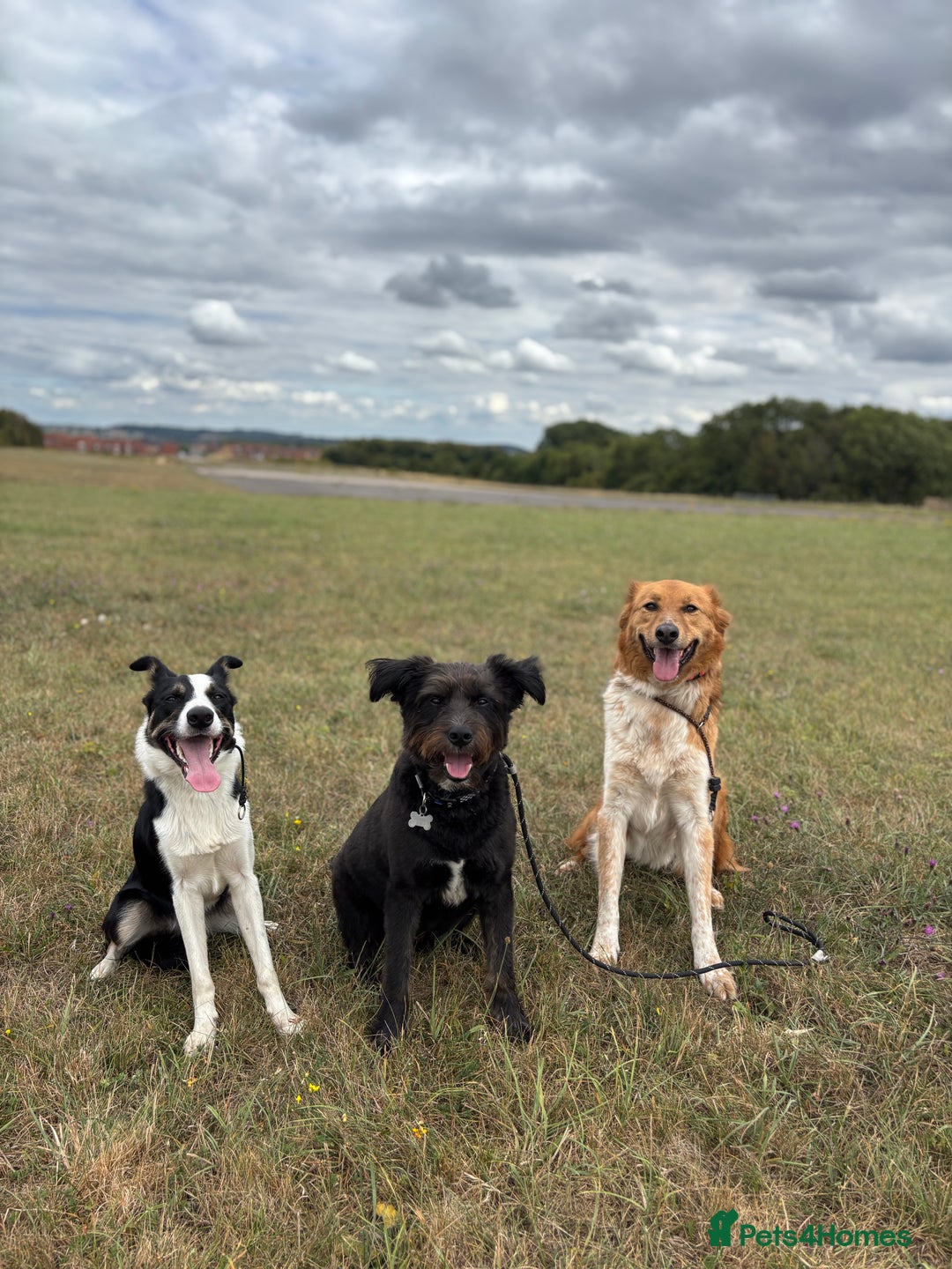 Canaan Dog dogs for sale: URGENT HOME NEEDED - Advert 9