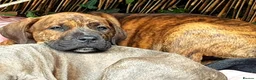 Mixed Breed dogs for sale: Beautiful Cane Corso / Bullmastiff Puppies  - Advert 4