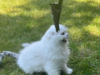 Scottish Fold cats - Advert 10