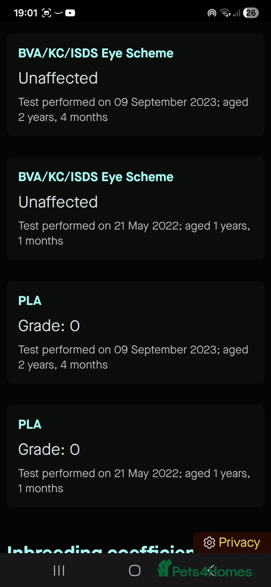 Cockerdor dogs for sale: Gorgeous Cockerdor puppies. Health Tested Parents. - Advert 11