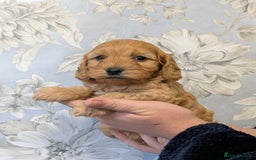 Cockapoo dogs for sale: Red show type cockapoo puppies DNA clear - Image 2