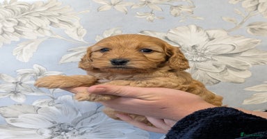 Cockapoo dogs - Advert 4